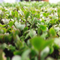 Microgreens cover art